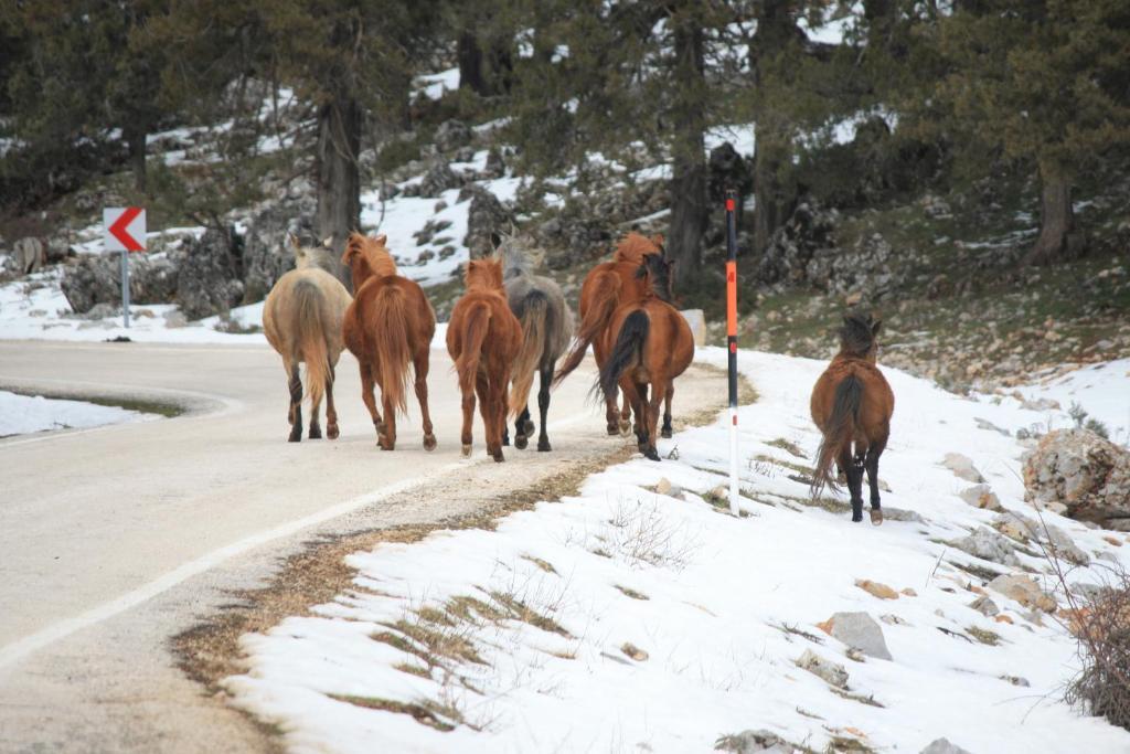 St.Paul Yol Pansiyon Kasımlar Buitenkant foto